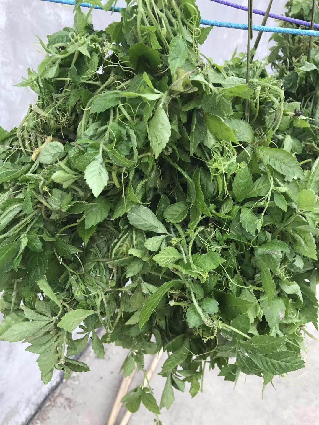 五葉神最新科技，重塑生活，感受未來魅力