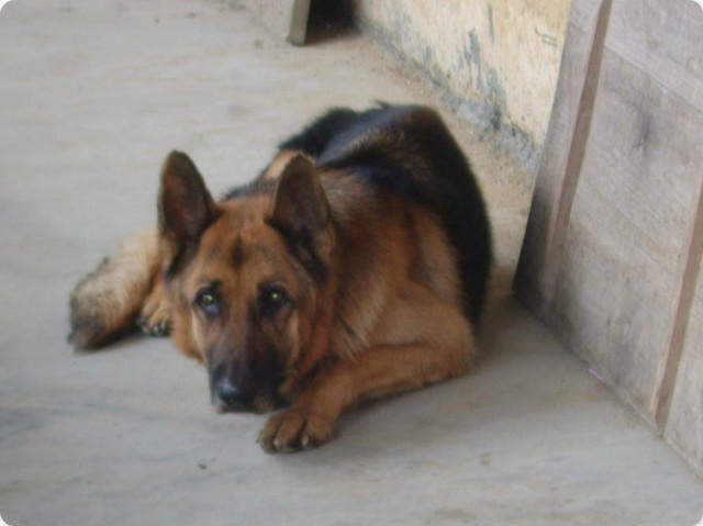 警犬安然，新時(shí)代守護(hù)安全英雄亮相