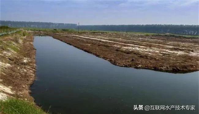 巴豆最新單價，植物市場新動態(tài)閃耀揭秘