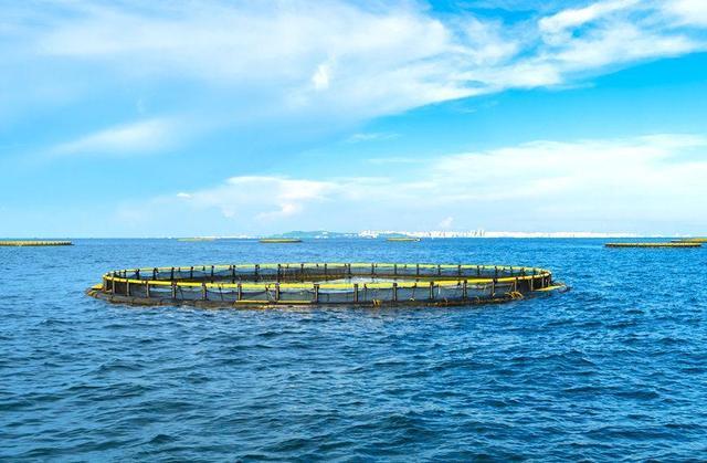 金鯧魚最新動(dòng)態(tài)與資訊更新